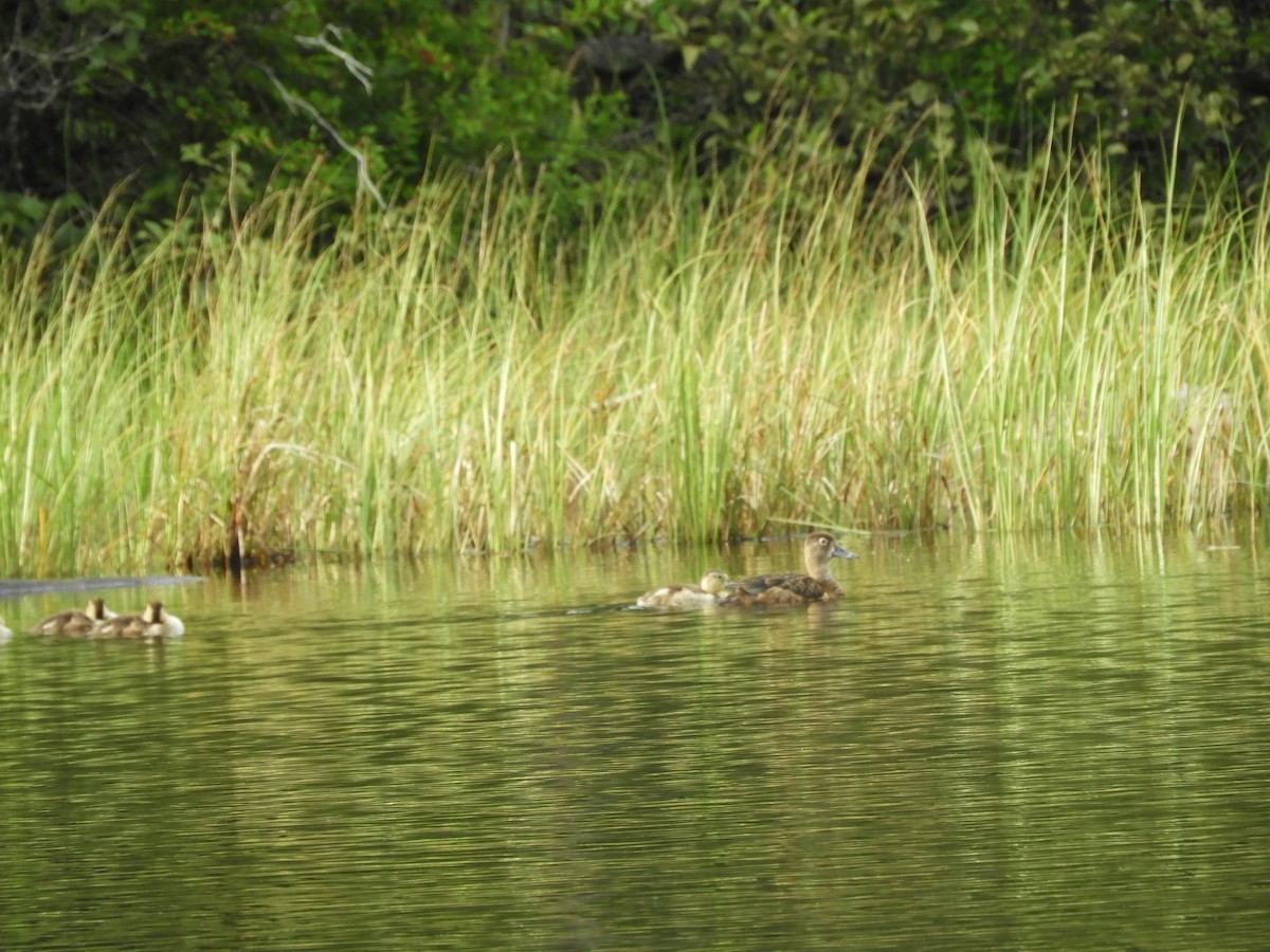 Ring-necked Duck - ML109242641