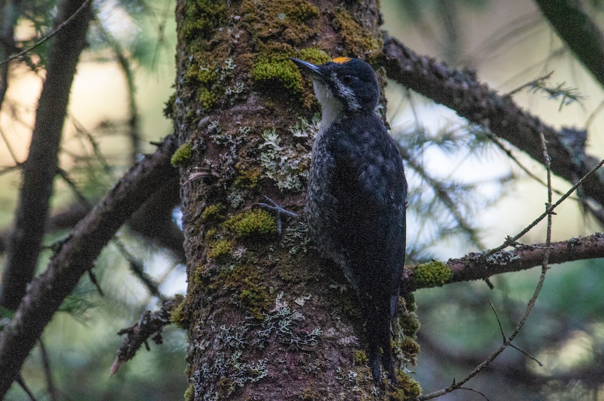 Black-backed Woodpecker - ML109243821