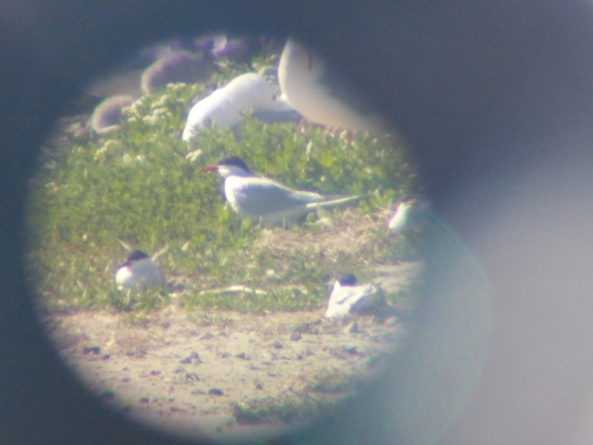 Caspian Tern - ML109243941