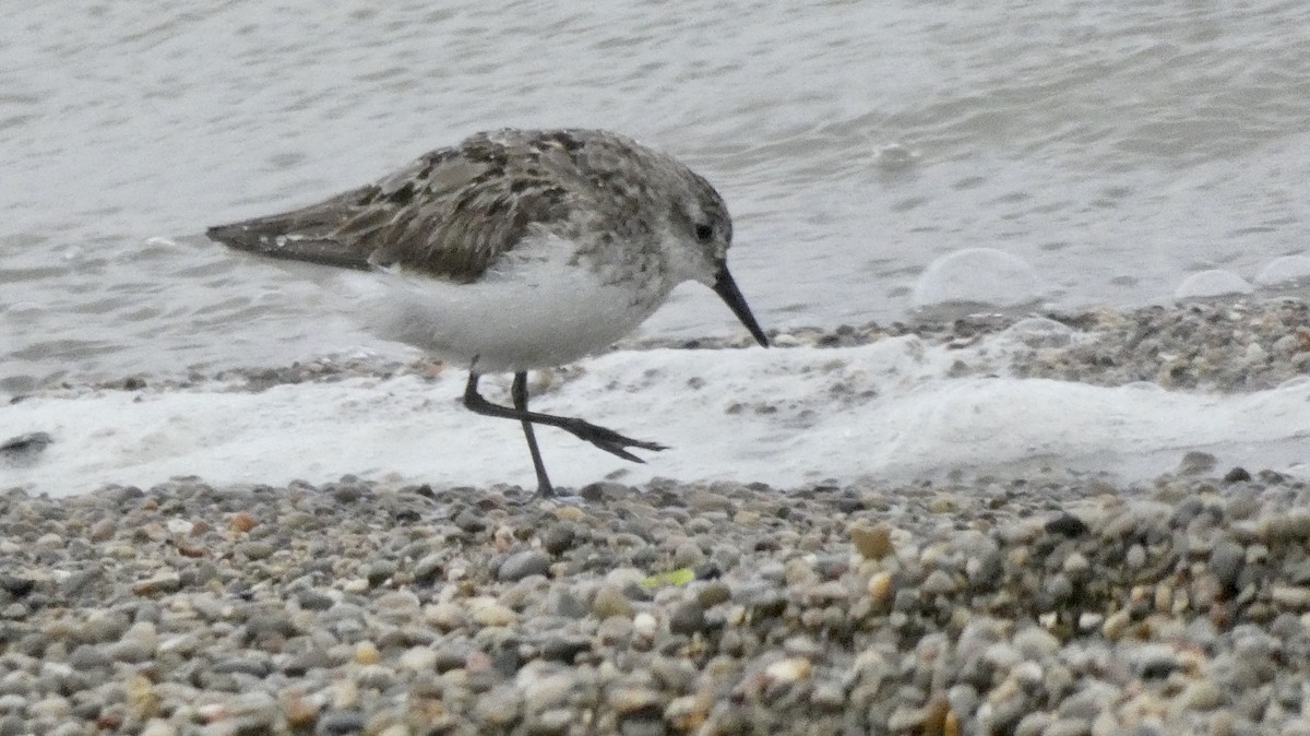 Semipalmated Sandpiper - ML109244941