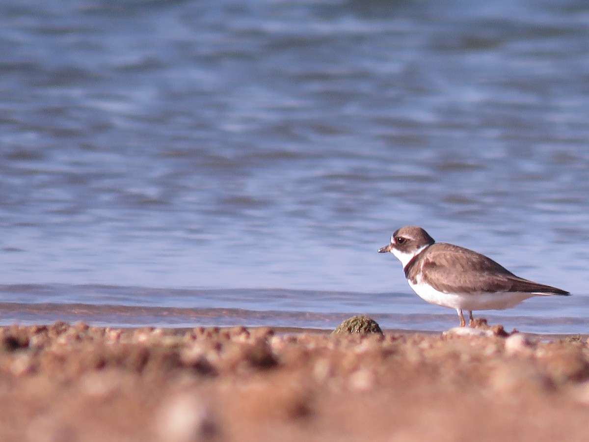 Semipalmated Plover - ML109245631