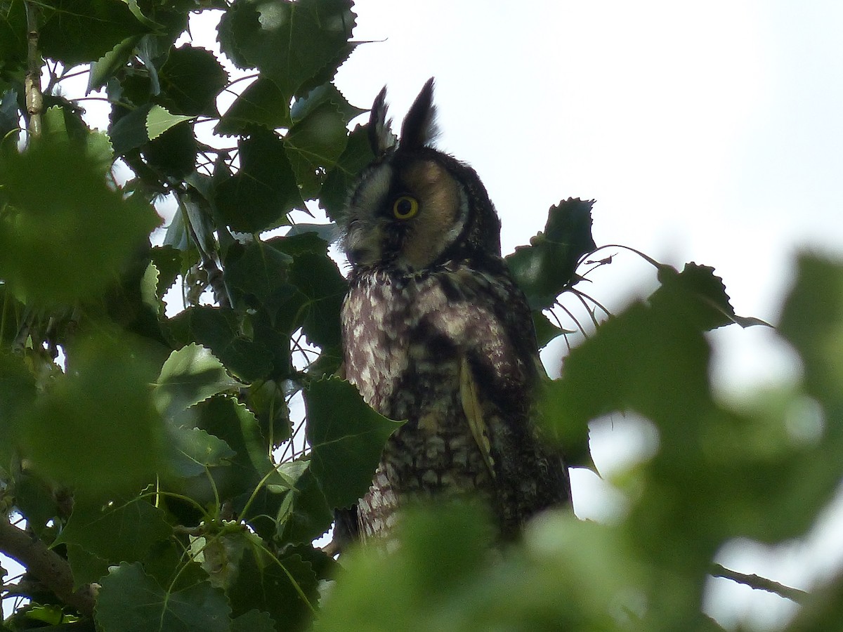 Long-eared Owl - ML109247011