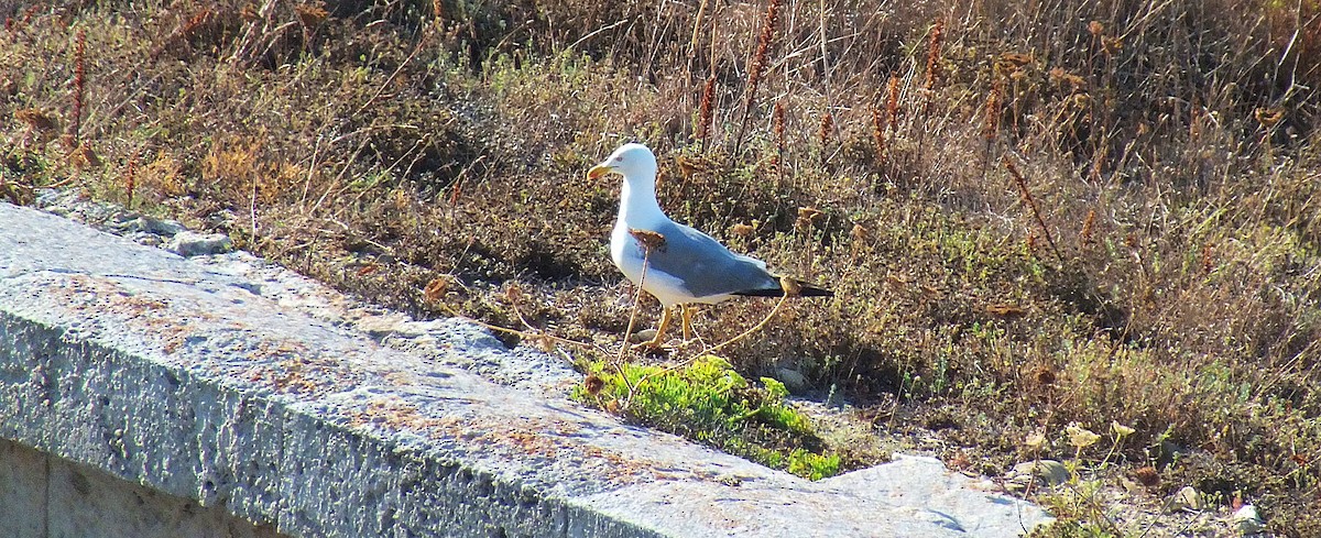 Yellow-legged Gull - ML109247591