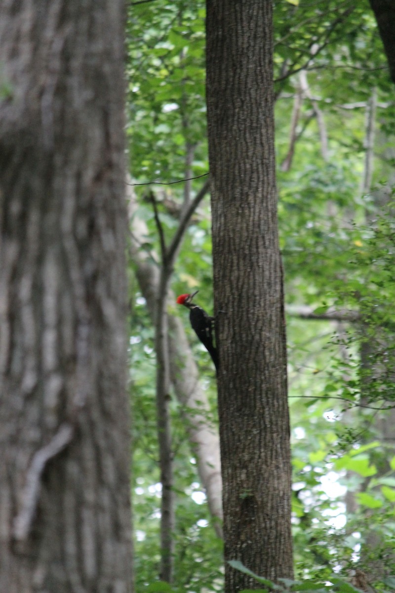 Pileated Woodpecker - ML109247691