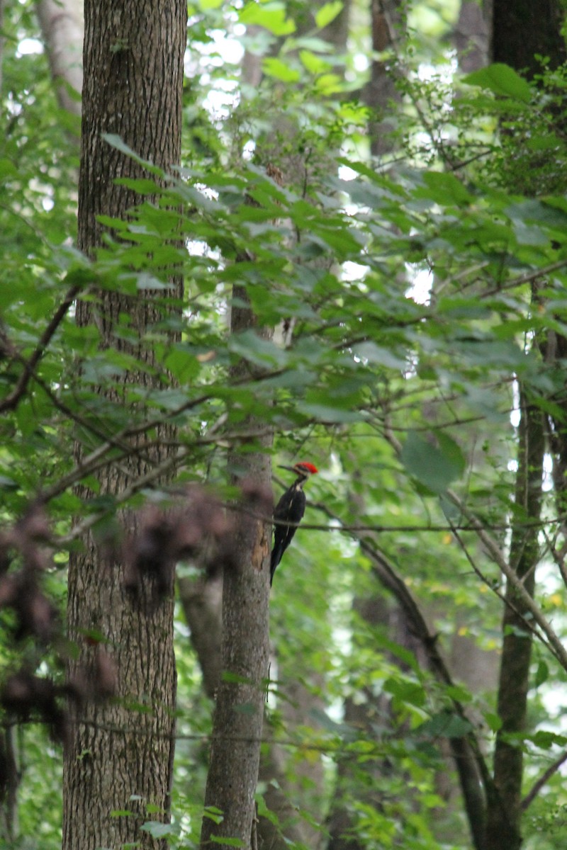 Pileated Woodpecker - ML109247801