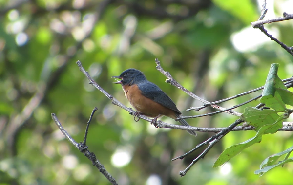 Cinnamon-bellied Flowerpiercer - ML109247811