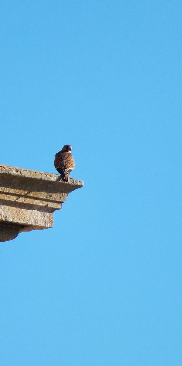 Eurasian Kestrel - Ricardo Borges