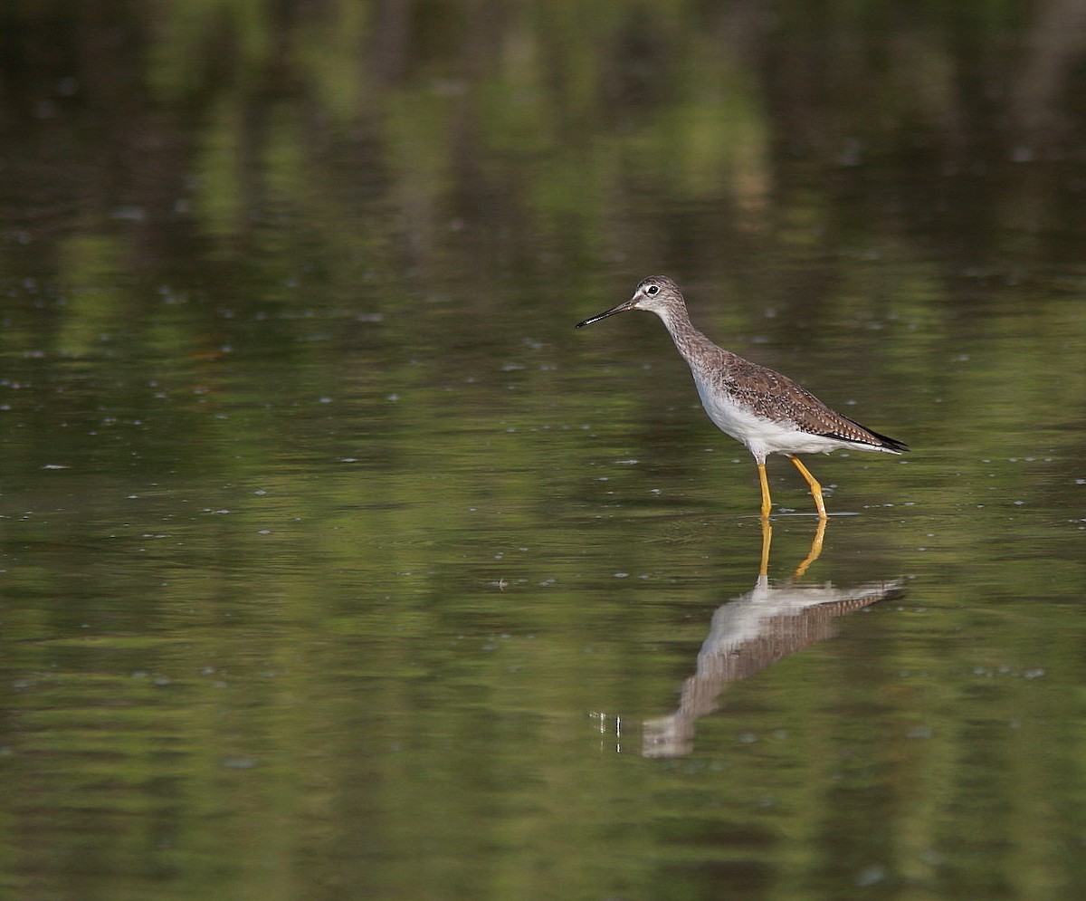 Greater Yellowlegs - ML109248731