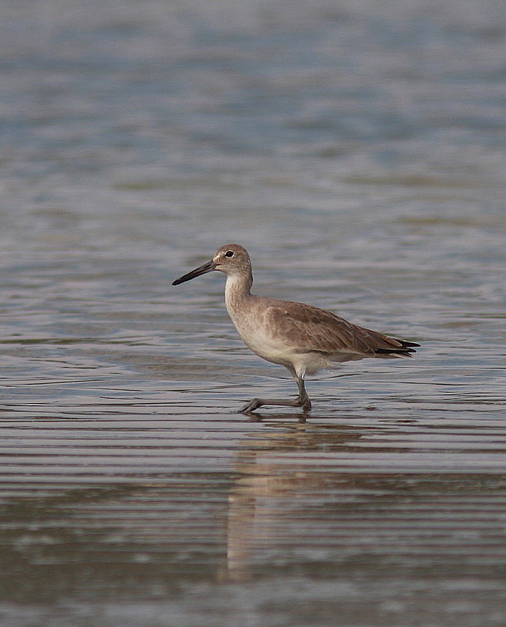 Willet - ML109248781