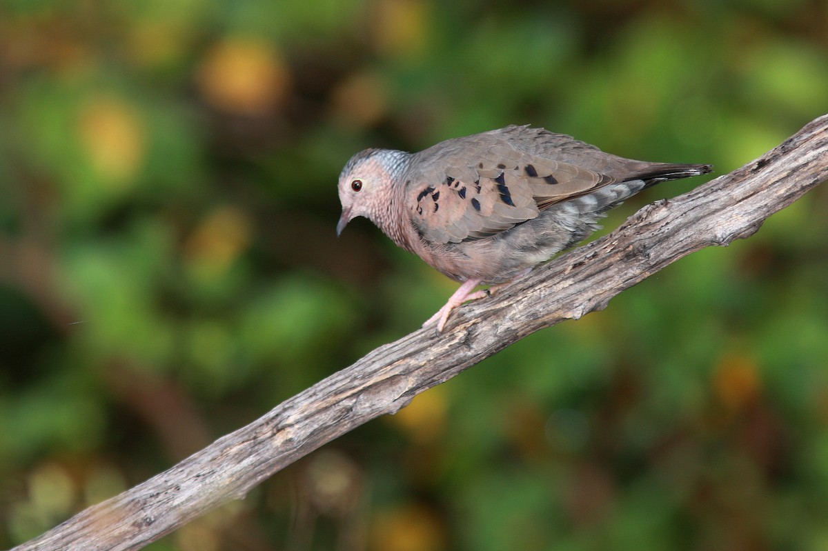 Common Ground Dove - ML109249321