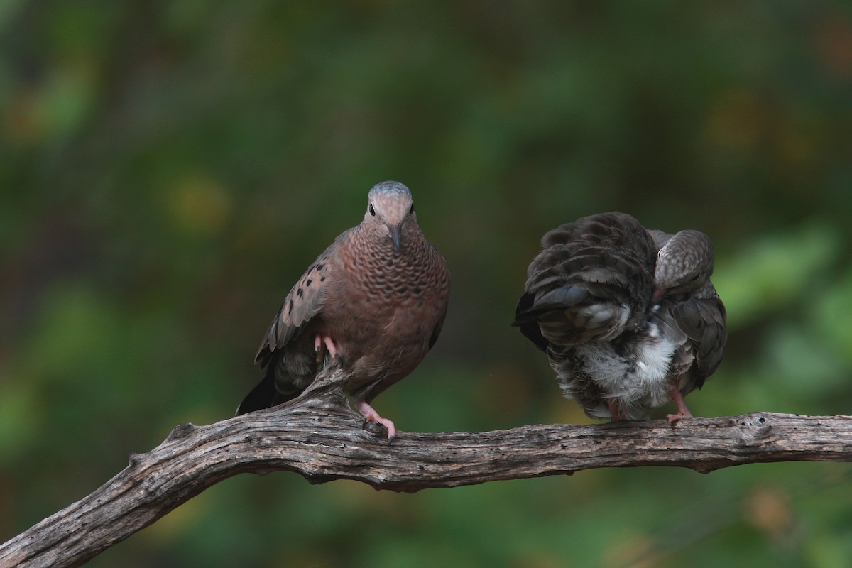 Common Ground Dove - ML109249341