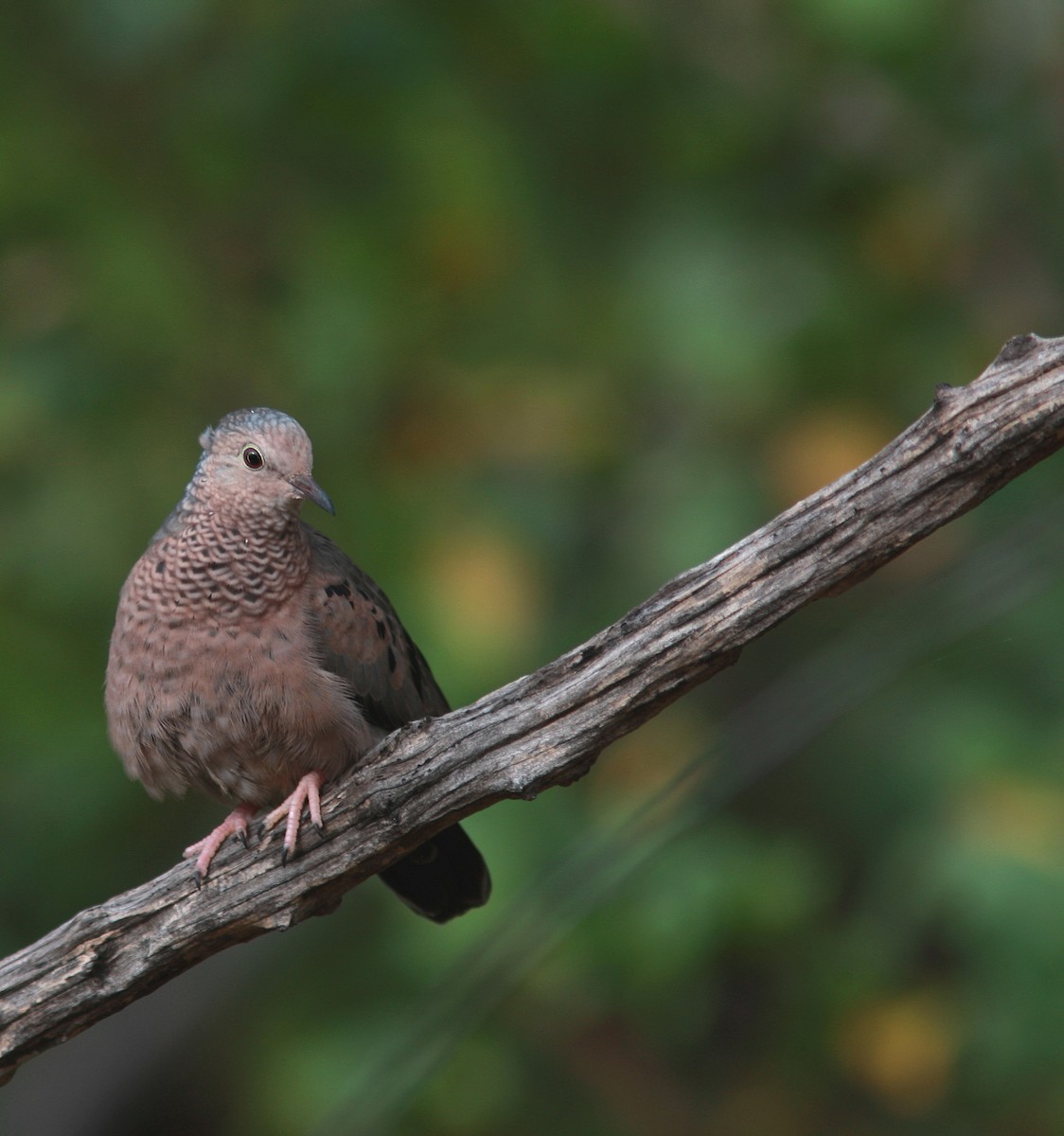 Common Ground Dove - ML109249361