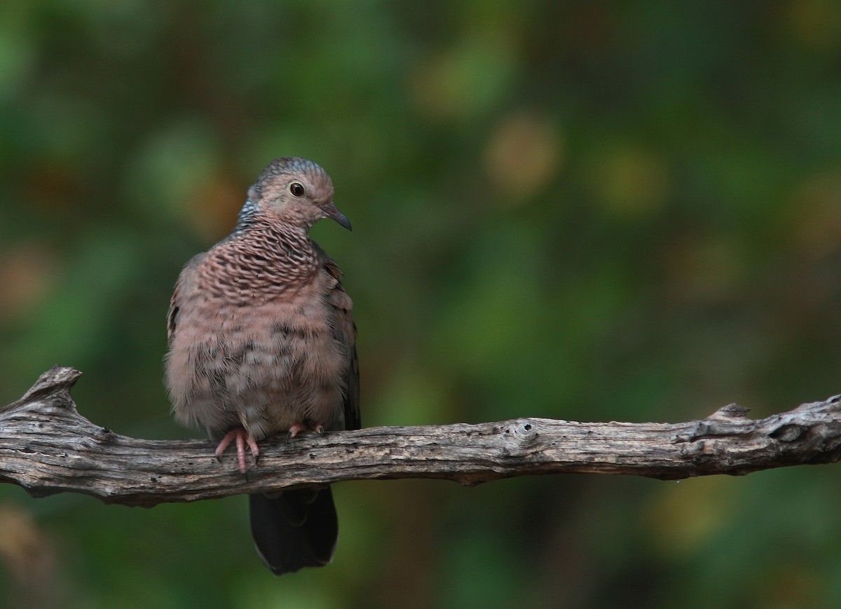 Common Ground Dove - ML109249441