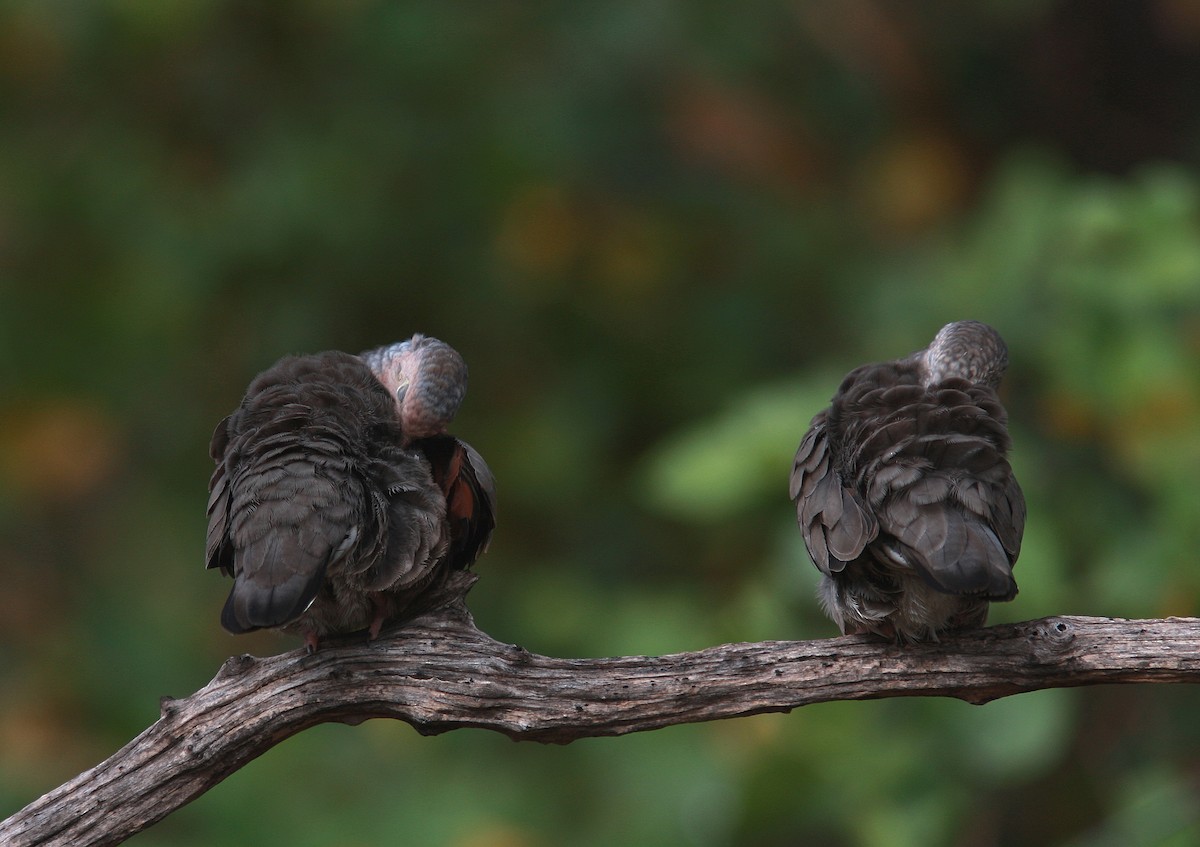 Common Ground Dove - ML109249451