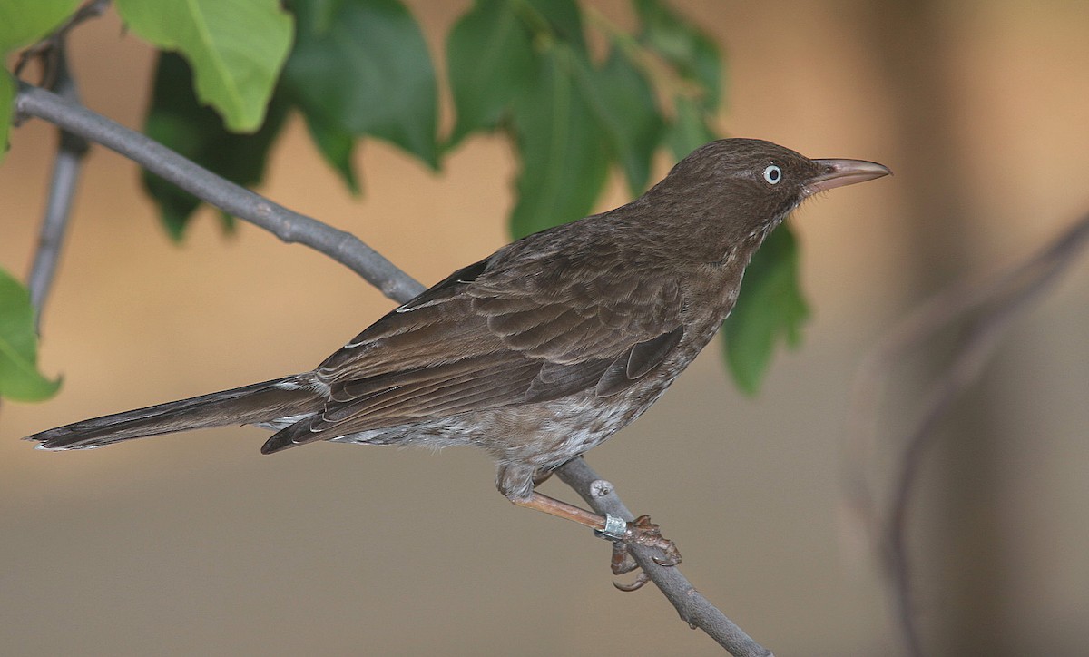 Pearly-eyed Thrasher - ML109250441