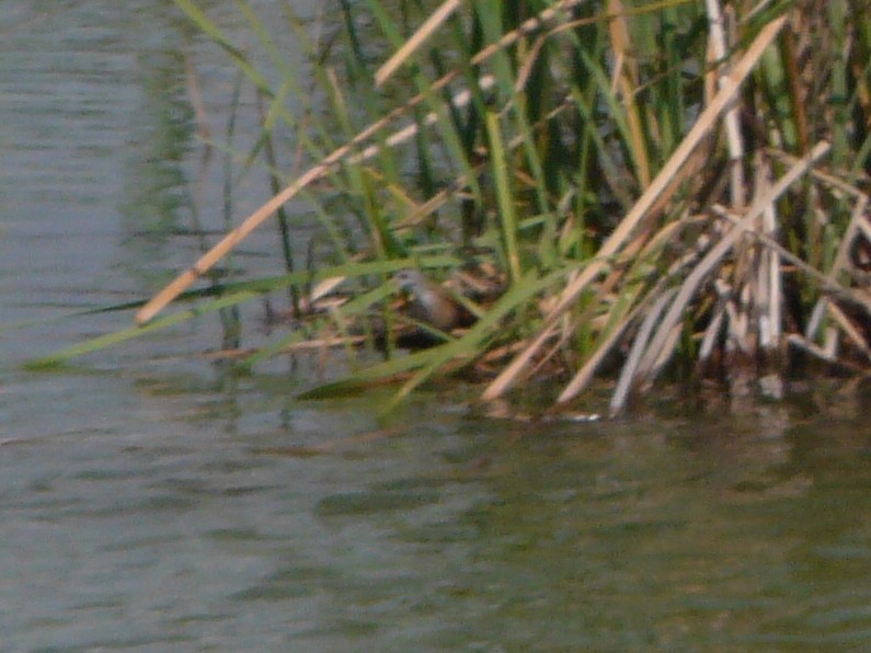 Little Crake - ML109250991