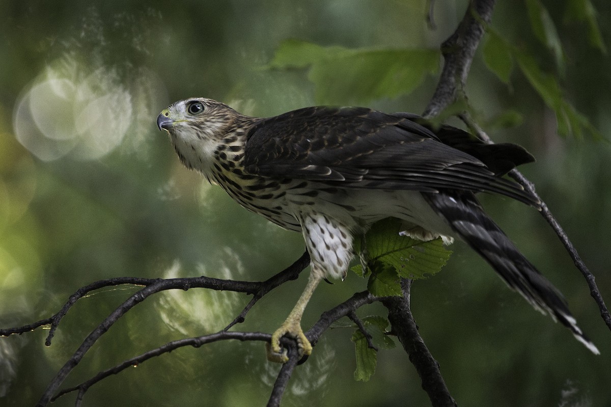 Cooper's Hawk - Cam Nikkel