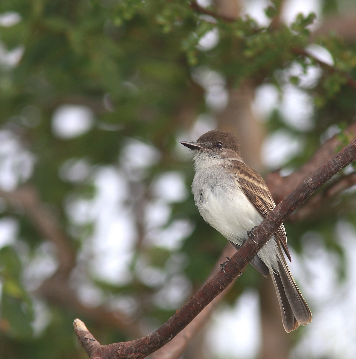 Puerto Rican Flycatcher - ML109252281