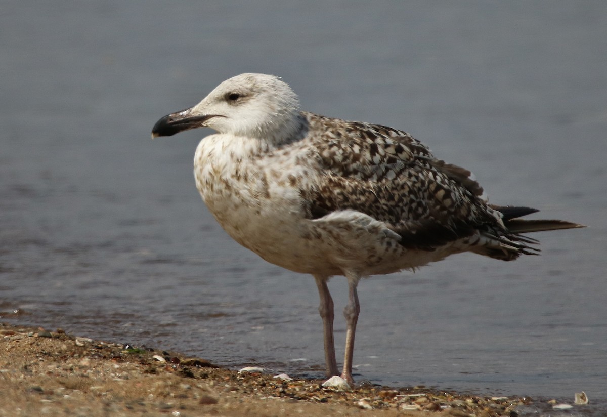 Great Black-backed Gull - Anonymous