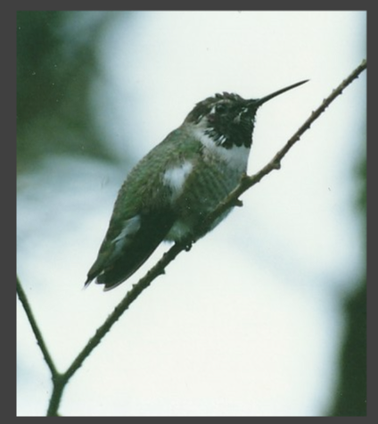 Costa's Hummingbird - ML109256871