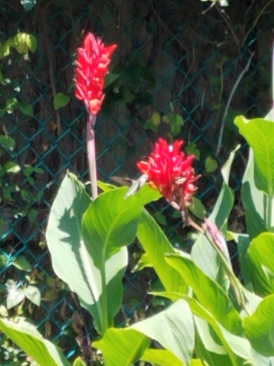 Ruby-throated Hummingbird - ML109257061