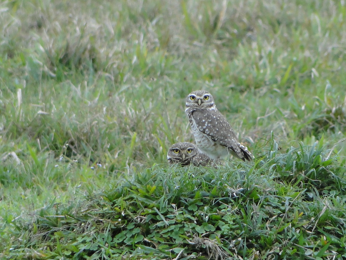 Burrowing Owl - ML109257201