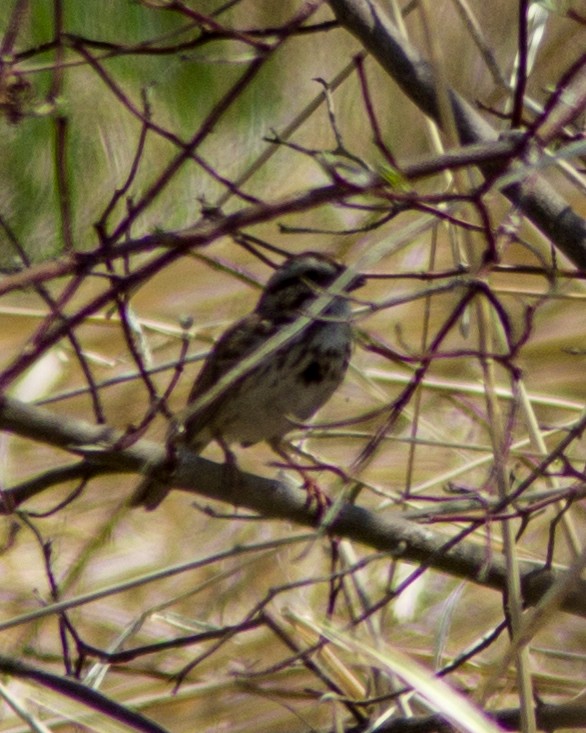 Song Sparrow - ML109257281