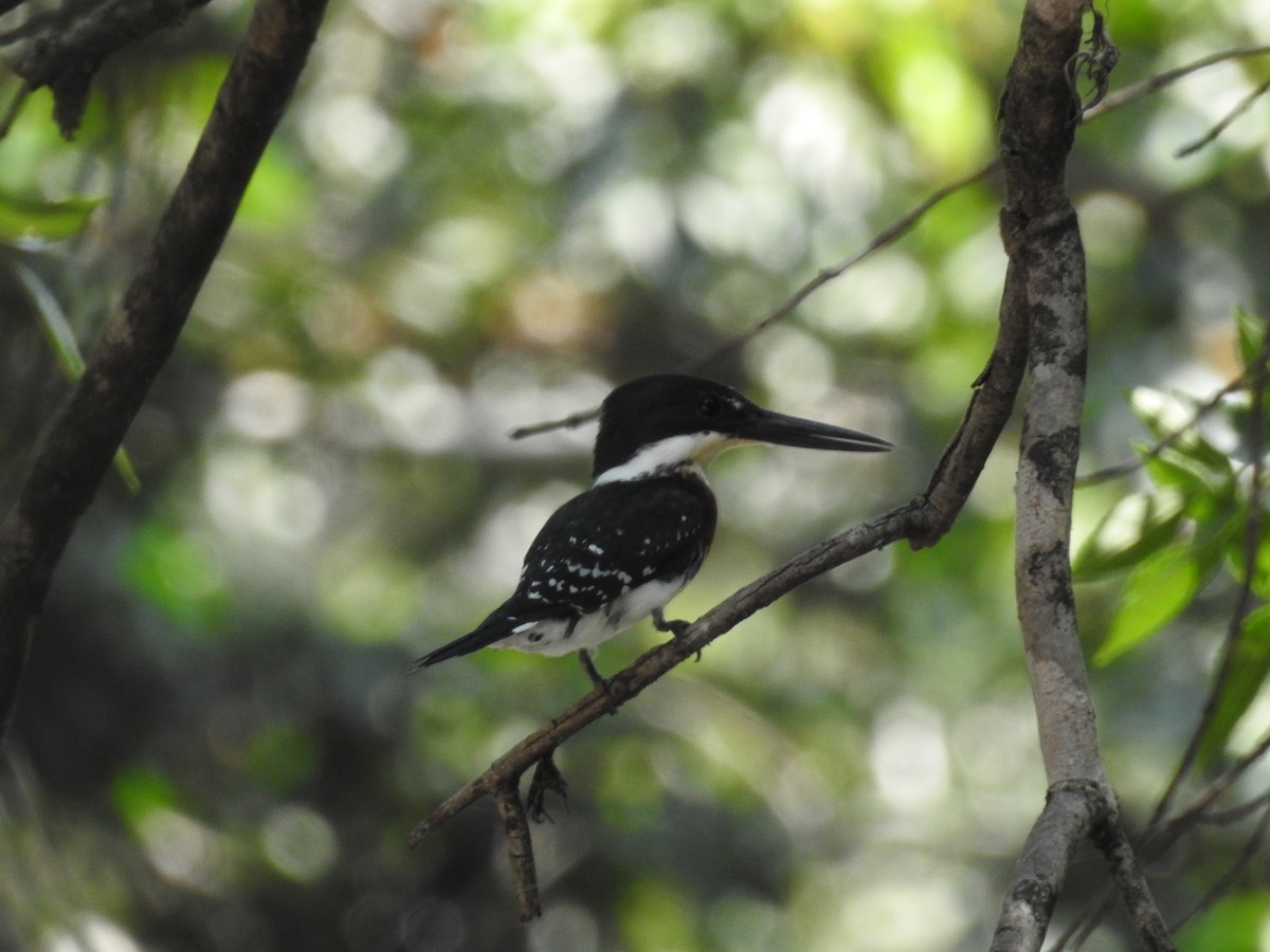 Green Kingfisher - ML109260301