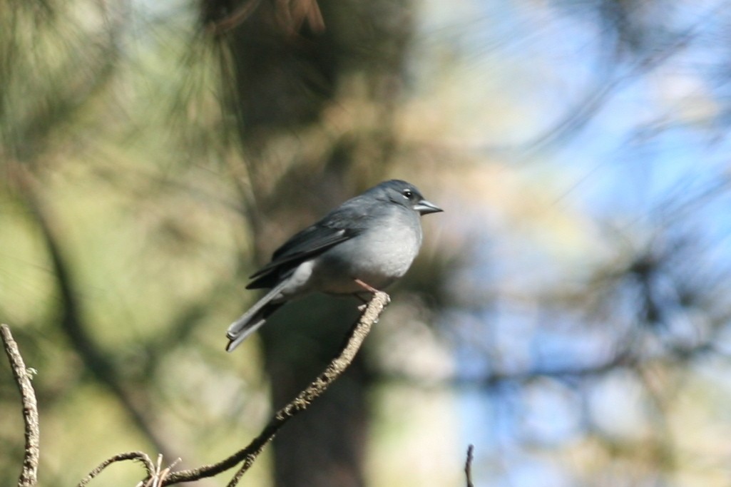 Tenerife Blue Chaffinch - ML109261761