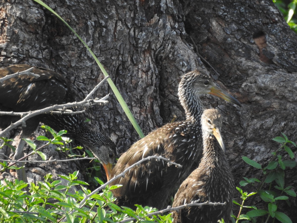 Limpkin - ML109261791