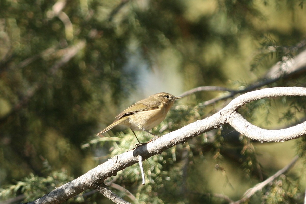 Canary Islands Chiffchaff - ML109261851