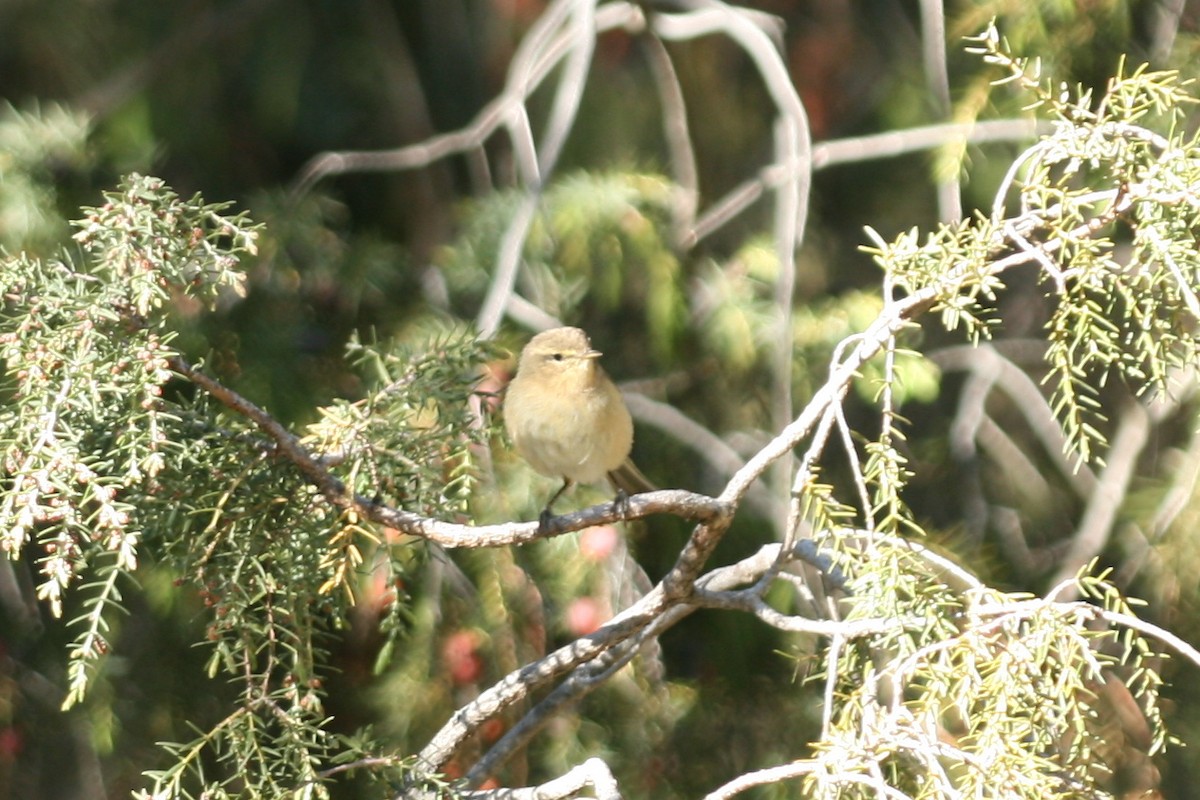 Canary Islands Chiffchaff - ML109261861