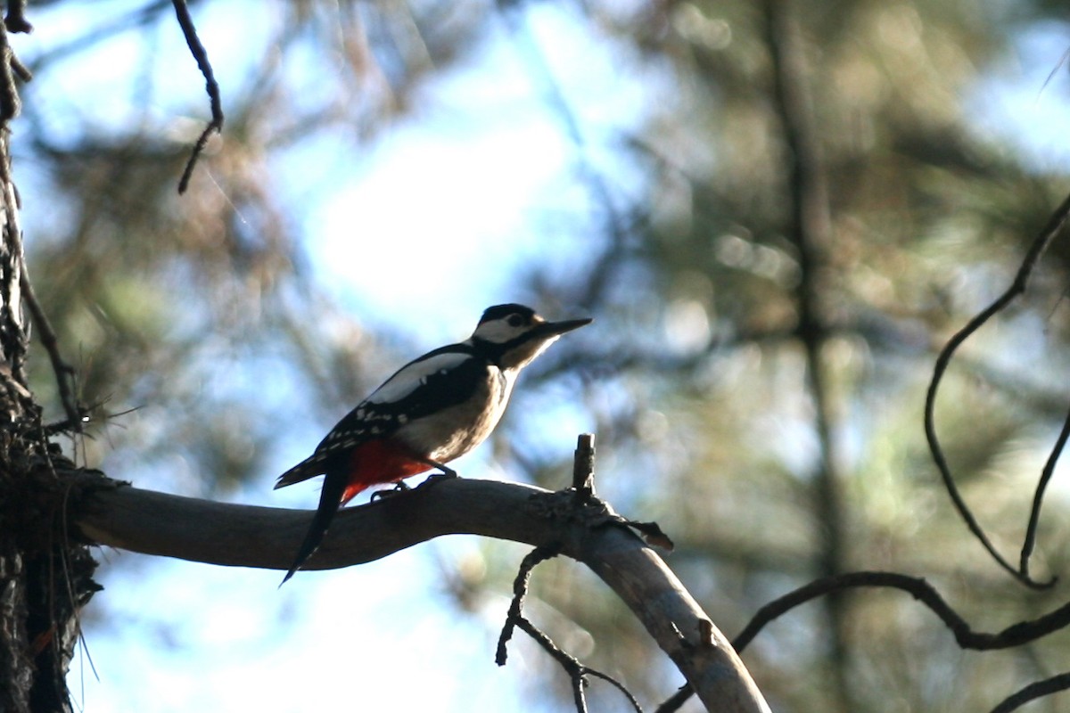 Great Spotted Woodpecker (Canarian) - ML109262071