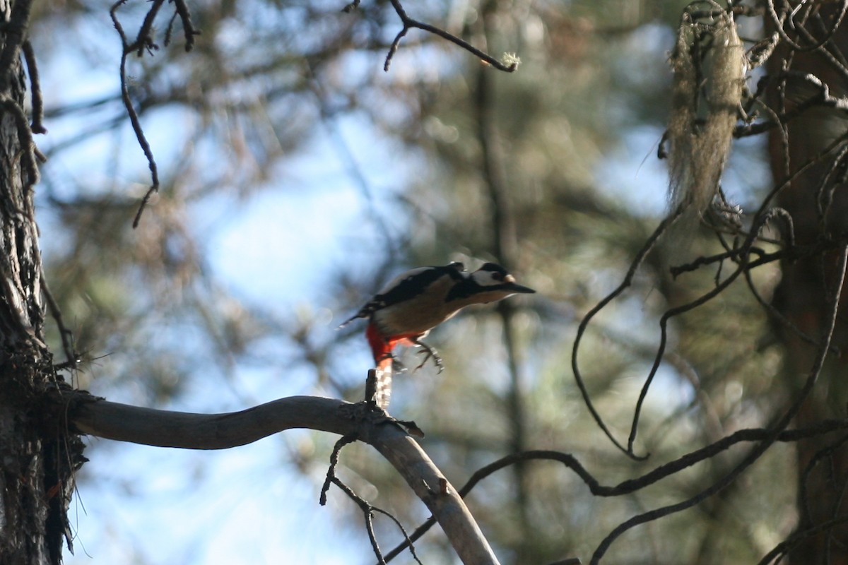 Great Spotted Woodpecker (Canarian) - ML109262081