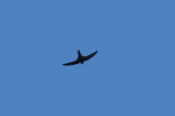 Sorbeltz kolorebakarra - ML109262141