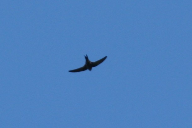 Plain Swift - ML109262141