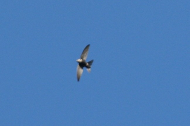 Sorbeltz kolorebakarra - ML109262151