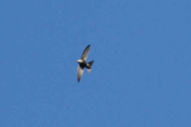 Plain Swift - ML109262151