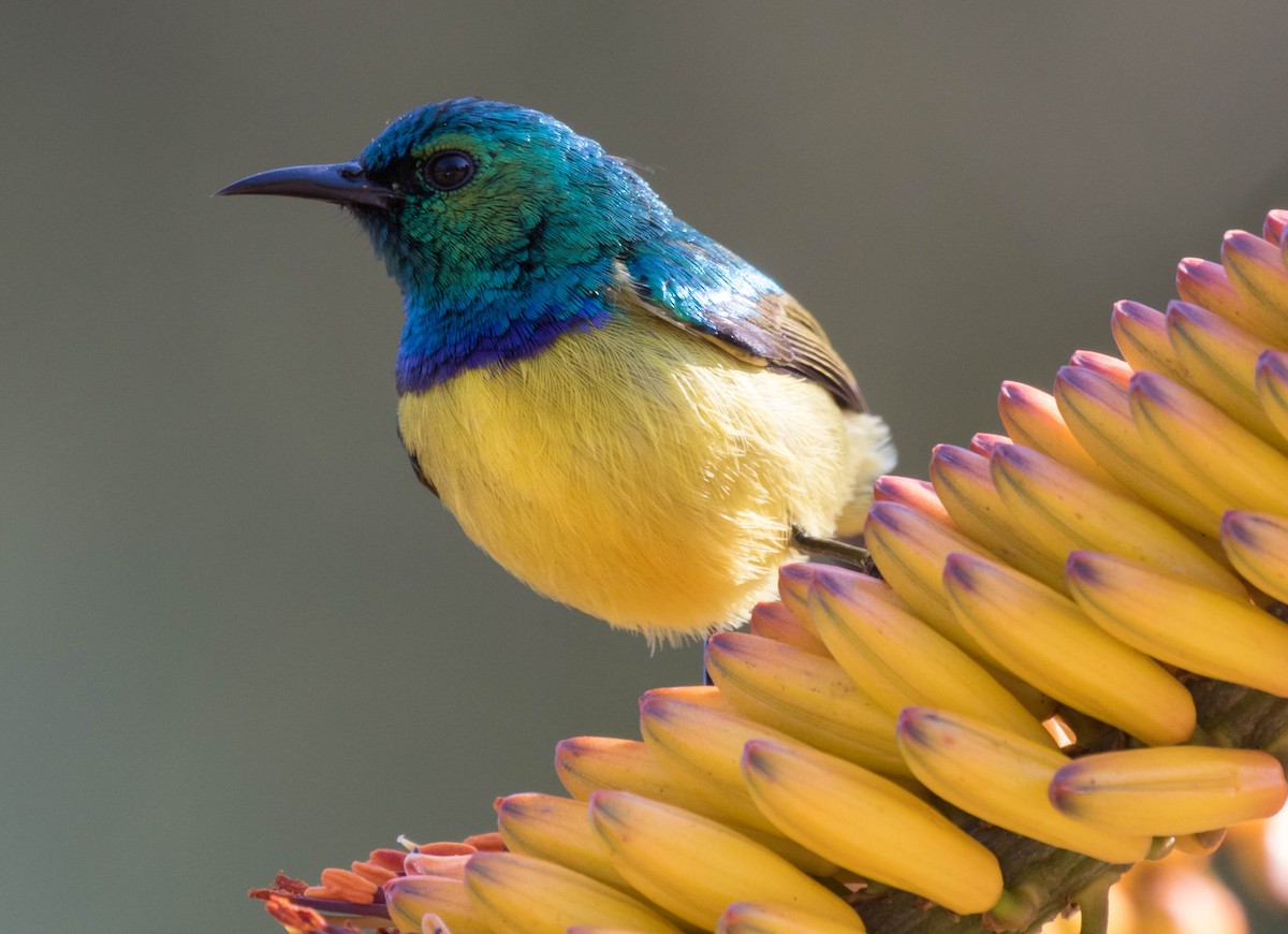 Collared Sunbird - ML109262701