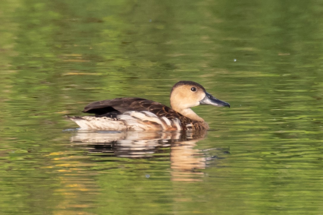 Wandering Whistling-Duck - ML109264431