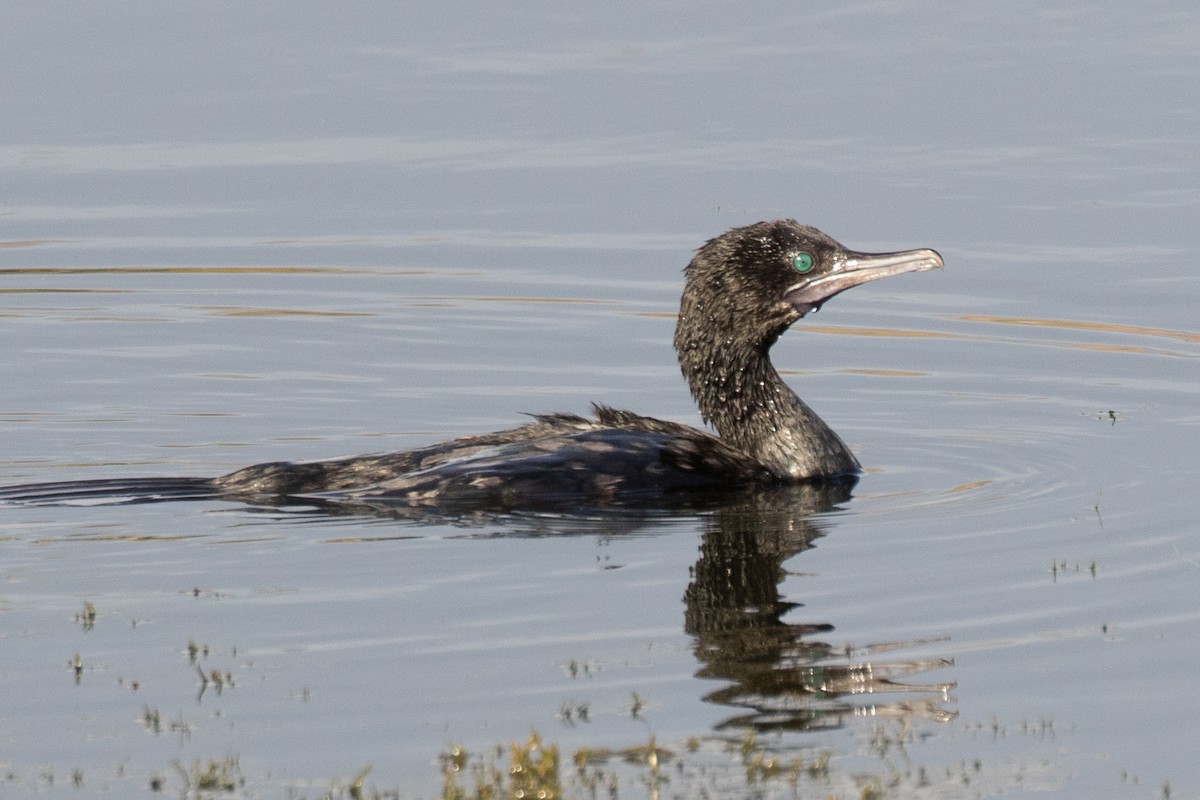 Little Black Cormorant - ML109264481