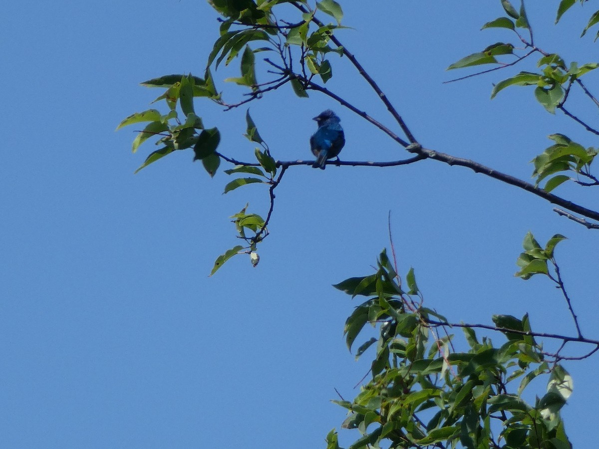 Indigo Bunting - ML109266381