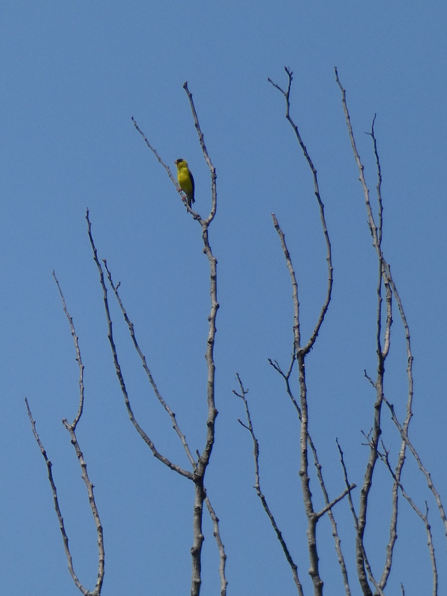 American Goldfinch - ML109266411