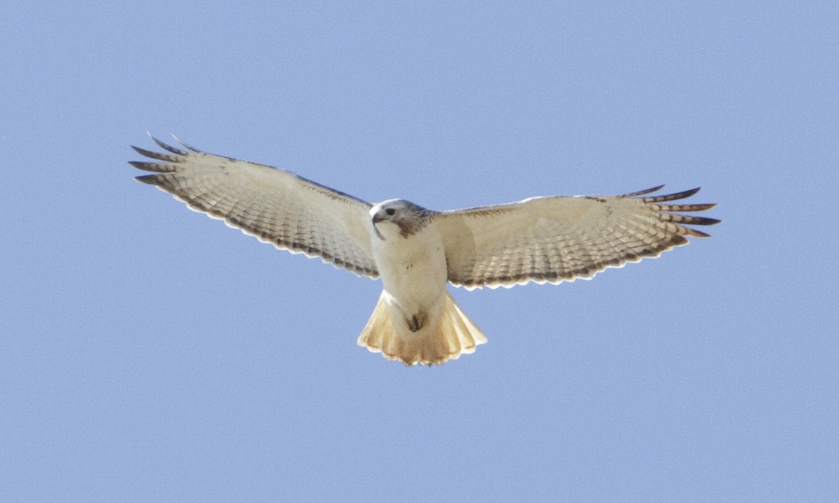 Red-tailed Hawk (Krider's) - ML109266421