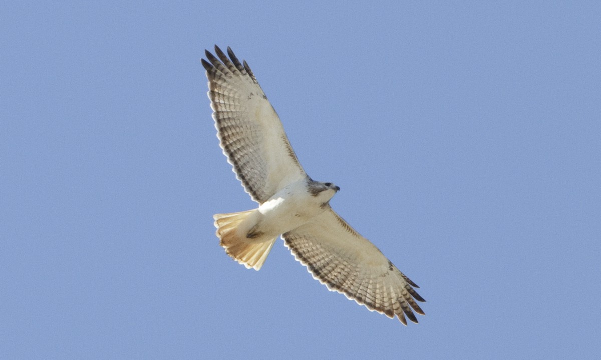 Red-tailed Hawk (Krider's) - ML109266431