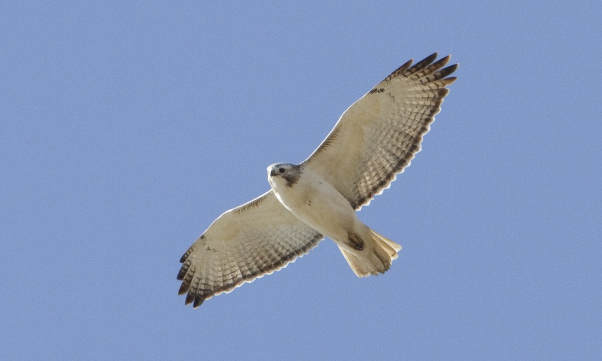 Red-tailed Hawk (Krider's) - ML109266441