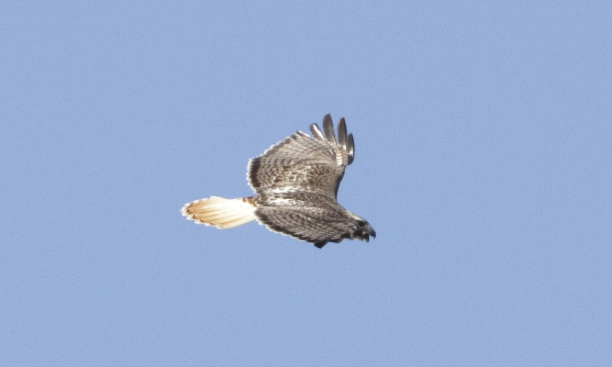 Red-tailed Hawk (Krider's) - Brian Sullivan