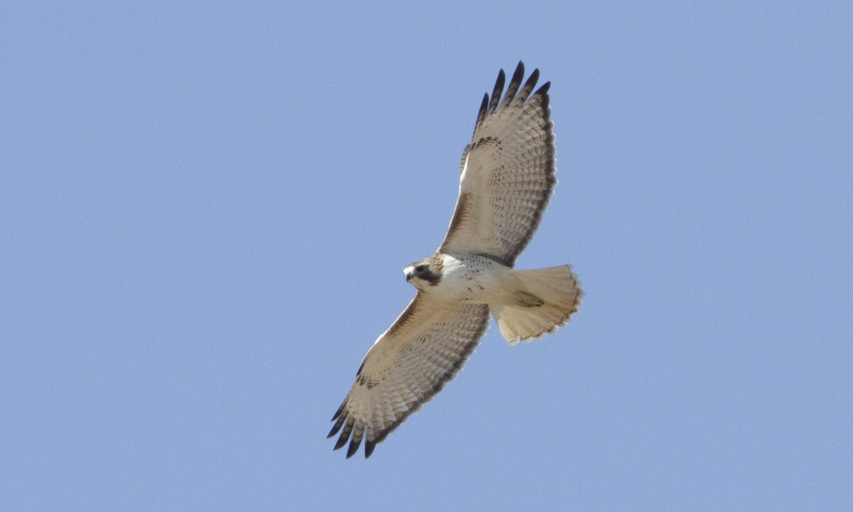 Red-tailed Hawk (Krider's) - ML109266771