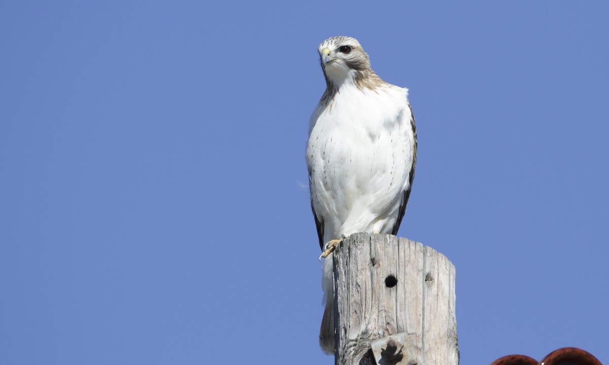 Red-tailed Hawk (Krider's) - ML109267061