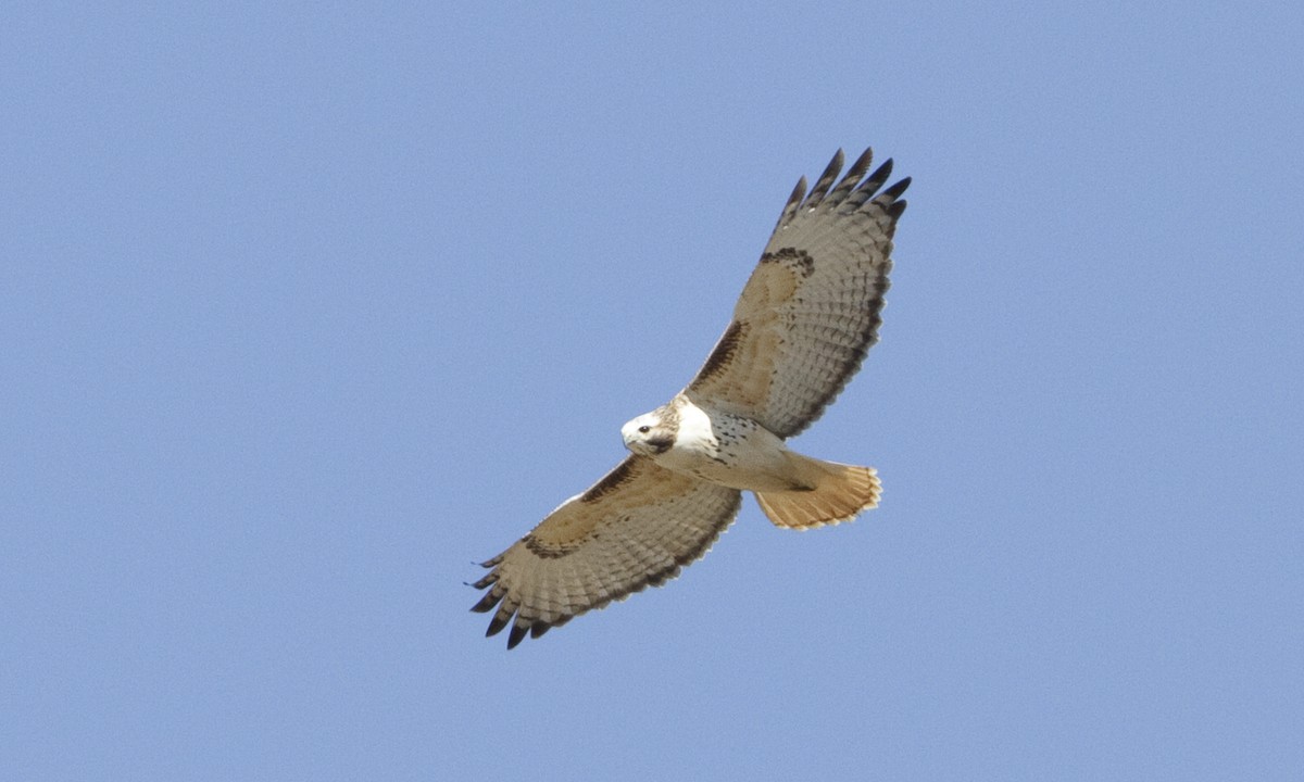 Red-tailed Hawk (Krider's) - ML109267261